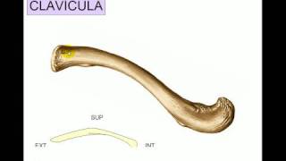 OSTEOLOGIA 2 [upl. by Beaver785]