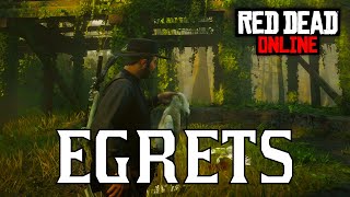 RDR2 Online  All Egret Locations  Little Egret Snowy Egret Reddish Egret [upl. by Deyes]