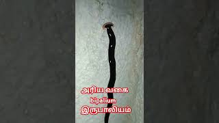 அரிய வகை bipaliumtrending shots tamil [upl. by Rodie]