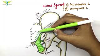 Gluteal ligaments  Sacrospinous and Sacrotuberous ligament  Anatomy  Knowing anatomy [upl. by Nrojb]