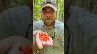 Chanterelle Season Is Here chanterelles mushroomhunting foraging conservation [upl. by Ecilahs]