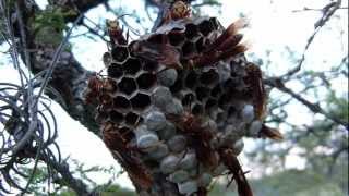 Avispa Colorada Polistes cavapyta y su avispero con larvas [upl. by Slein465]