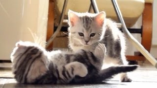 Funny Cats face control  Cute Kittens  Do not pass [upl. by Beryle]