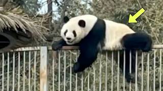 Panda Escapes Zoo Enclosure Then Staff See Where She’s Trying To Go [upl. by Lenoyl992]