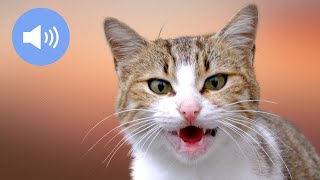 🦊 CATS MEOWING  Make Your Cat or Dog Go Crazy  Sound Effect [upl. by Leimad]