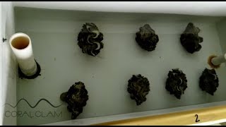 Giant clam hatchery  Spawning  Early life history of Tridacna crocea x Tridacna squamosa [upl. by Irwinn]