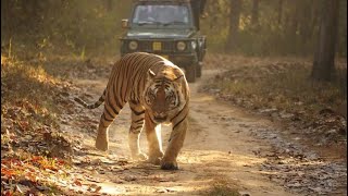 Similipal I Mayurbhanj I Odisha I Indias Best Kept Secret [upl. by Lumbye849]