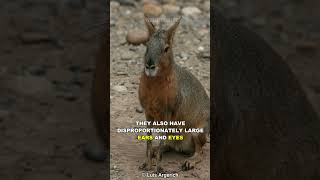 Patagonian Mara  Animal You Never Knew Before [upl. by Soble]