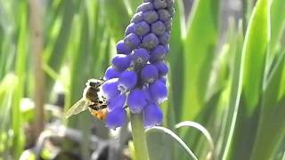 Slow Motion Bee on Grape Hyacinth Muscari armeniacum [upl. by Enelyad]