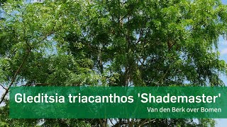 Gleditsia triacanthos Shademaster  Van den Berk over Bomen [upl. by Tigirb816]