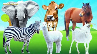 Herbivores Zebra Horse elephant cow horse goat giraffe Chickens Animal sounds Part 1 [upl. by Lovel]