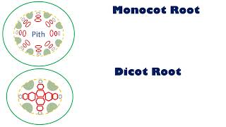 Monocot dicot root [upl. by Yeoz]