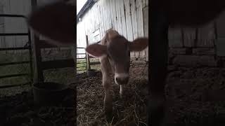 Little moo vs big moo calf brownswiss cowlover farm funny cute [upl. by Baggott820]