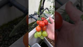 Hydroponic tomatoes garden hydroponics fresh [upl. by Eleni]