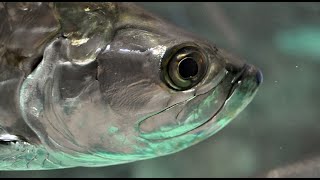 Facts The Atlantic Tarpon [upl. by Ajed]