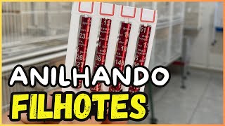 ANILHANDO OS FILHOTES DE CALOPSITAS [upl. by Arleta]