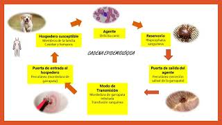 quotDieselquot  1 week later  first symptoms of quotEhrlichiosis  Tick Feverquot [upl. by Charron313]