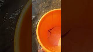 fishing 🐠🐟 at Nagda bsti like subscribe viralvideo viralshorts trending trendingshorts like [upl. by Roper]