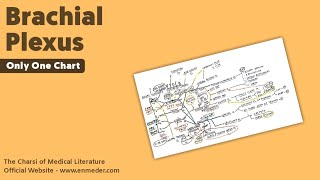 Brachial Plexus  3  Only One Chart  The Charsi of Medical Literature [upl. by Leuqram]