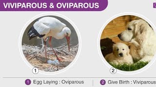 oviparous and viviparous animal [upl. by Amikat]