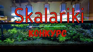 Конкурс на канале Scalariki  Аквариумистика [upl. by Lebar133]