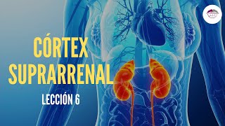 6 CÓRTEX SUPRARRENAL FISIOLOGÍA DEL SISTEMA ENDOCRINO [upl. by Brader610]