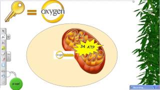 EOC Biology Review Video 4 PhotosynthesisCellular Respiration [upl. by Eirahs932]