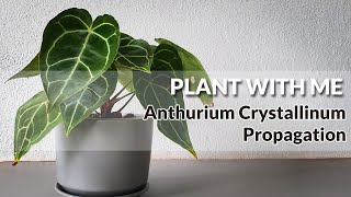 Anthurium Crystallinum Propagation [upl. by Tine]