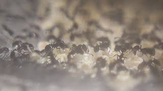 large 53 queen monomorium minimum colony [upl. by Trinity]