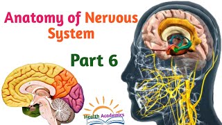 Anatomy of Nervous System CerebellumVentricles of Brain Helpful Video with Amharic Speech Part 6 [upl. by Anerehs]