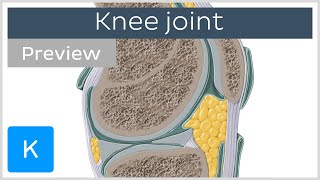 Knee joint bones ligaments articulation movements preview  Human Anatomy  Kenhub [upl. by Iverson]