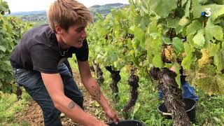 Une journée de vendanges dans le Jura à NevysurSeille [upl. by Tatianas]