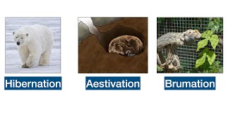 Brumation Hibernation Aestivation  Meaning Difference amp Examples upsc [upl. by Edak467]