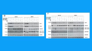 Autophagy 2015  doi 1010801554862720151049800 pubmed 26018731 [upl. by Netsua]