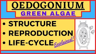 Oedogonium Green Algae  Macrandrous Nannandrium Dwarf Male  Reproduction Life Cycle Diagram Botany [upl. by Silvers213]