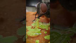 How Flies Actually Eat Your Food 😨 [upl. by Opiak]