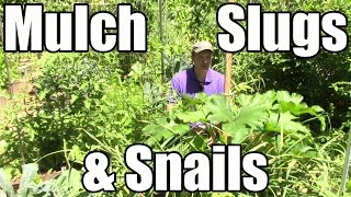 Does Mulch Attract Slugs Do SelfSown Greens Cross Pollinate Crop Rotation in Polyculture Beds [upl. by Aitercul635]