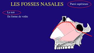 Osteologie Fosses nasales [upl. by Bunns]