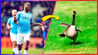 Why Does Raheem Sterling Run Like A Goose [upl. by Deloris]