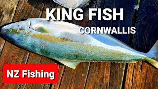 FISHING  KING FISH  CORNWALLIS AUCKLAND NEW ZEALAND  26 Jan 2020 [upl. by Darsie845]