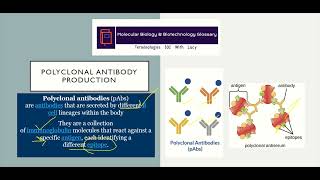 What are Polyclonal Antibodies antibodies biotechnology terminologies101withLucy [upl. by Ninnetta137]