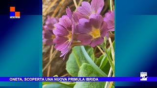 Oneta scoperta una nuova primula ibrida [upl. by Casandra]