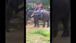 Elephant Camp Thekkady🐘❤️🐘 youtube youtubevideo elephantcamp [upl. by Thoer766]