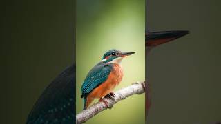 It was the best feeling when this wonderful bird showed up 😍 kingfisher photoshoot photography [upl. by Airottiv354]