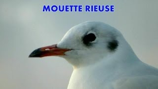 MOUETTE RIEUSE à Paris [upl. by Gael]