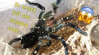 WATERING my TARANTULAS quotPart 3quot [upl. by Siffre305]