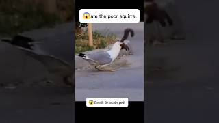 😱😱ate the poor Squirrelanimals attack wildlifebirds foryou videoviralvideo cute fyp short [upl. by Llien115]