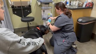 Rottweiler Gets A Veterinarians Pregnancy Check [upl. by Idnahs]