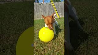 My Dog Playing Ball animalsvideo [upl. by Beverlie773]