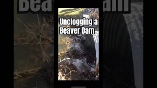 Unclogging a beaver dam 🦫 beavers beaverdam beaverdamremoval beaver [upl. by Ahsenek396]